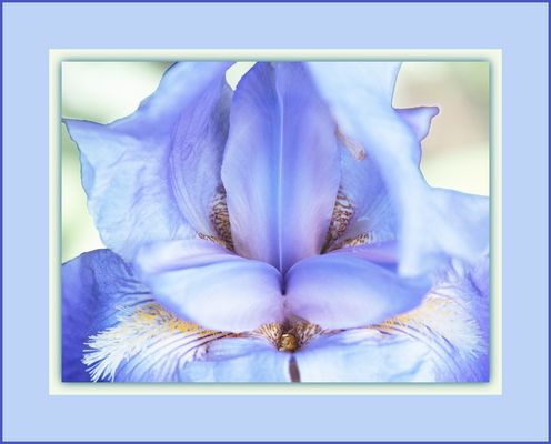 Iris Absolute Treasure