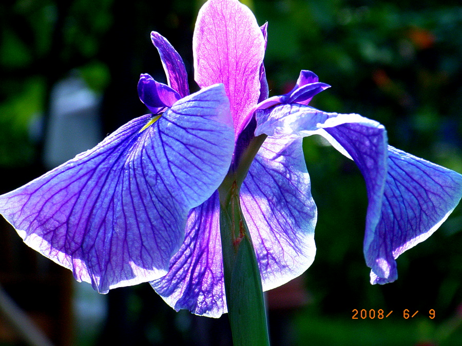 Iris