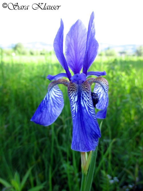 Iris