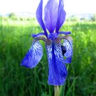 Iris