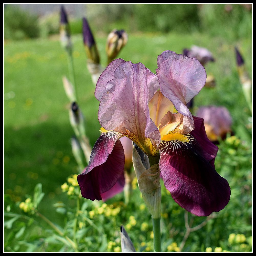 iris