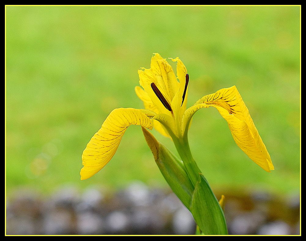 iris