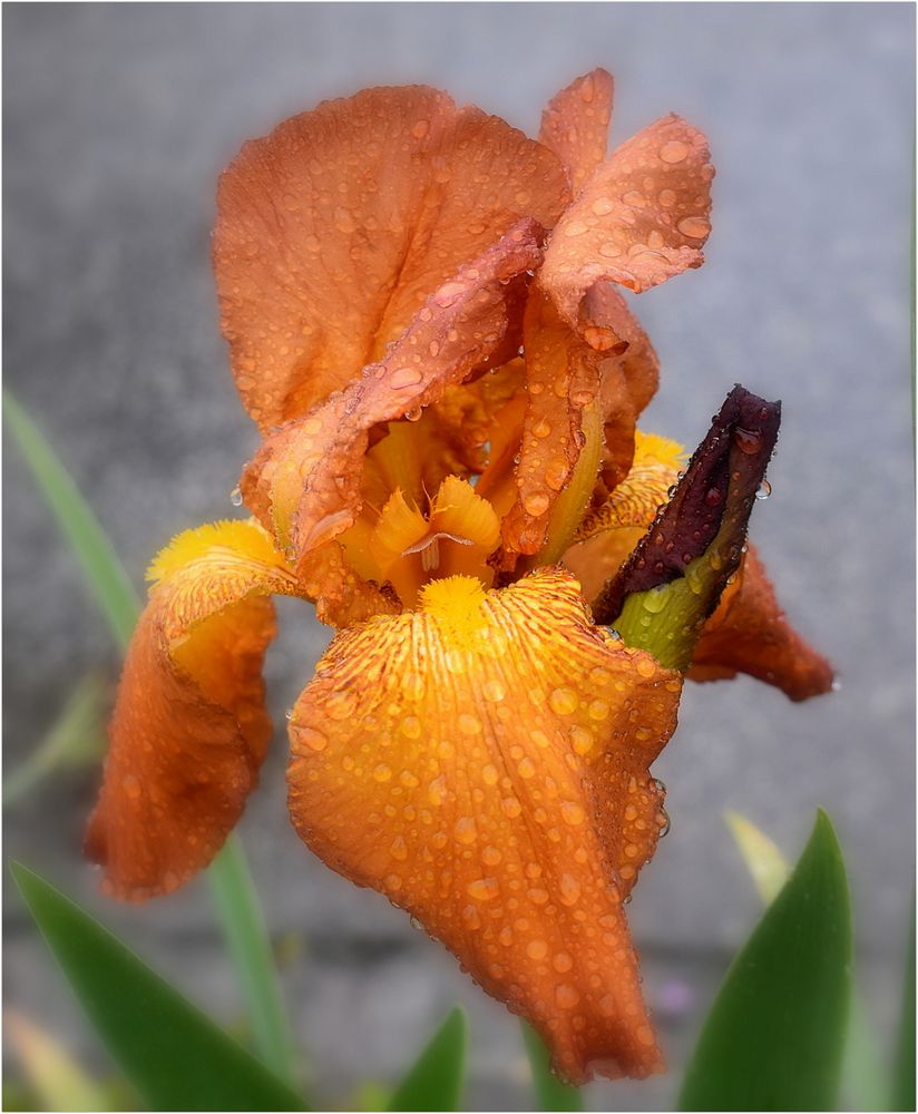 iris