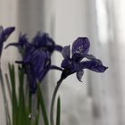 iris