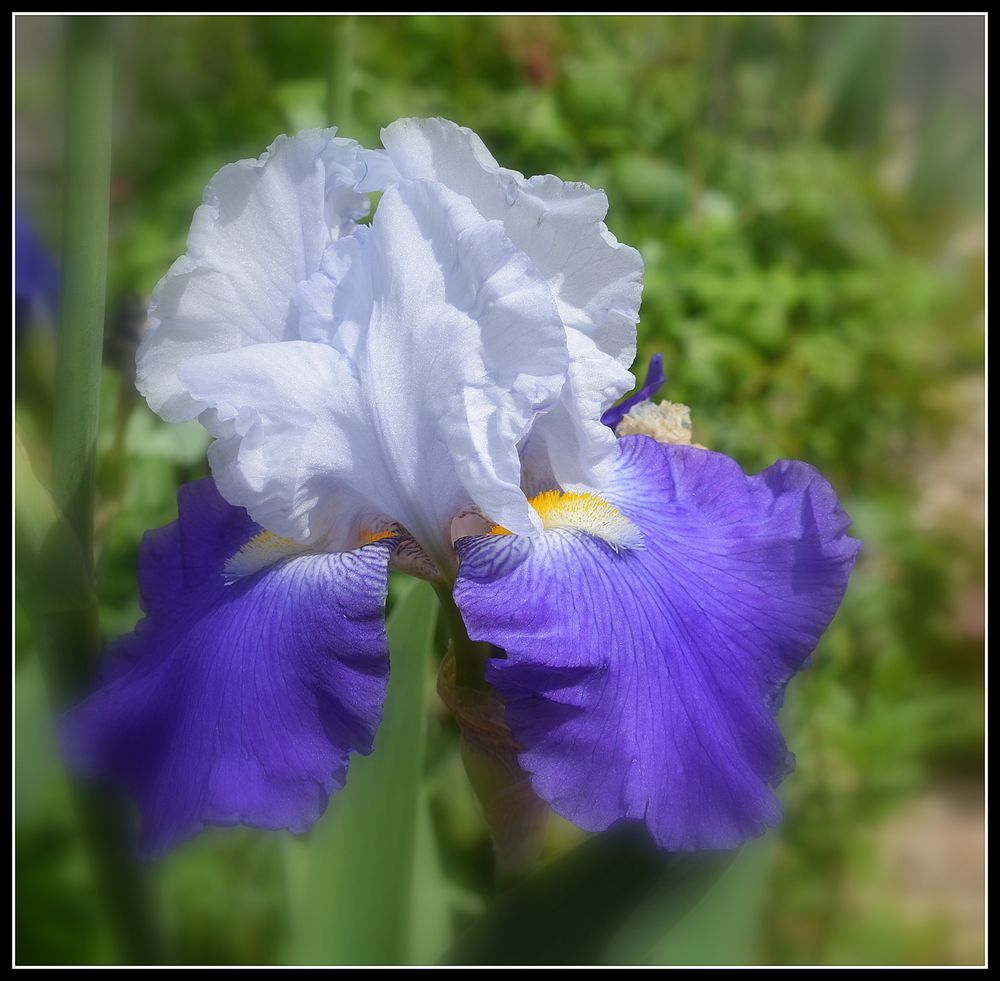 iris