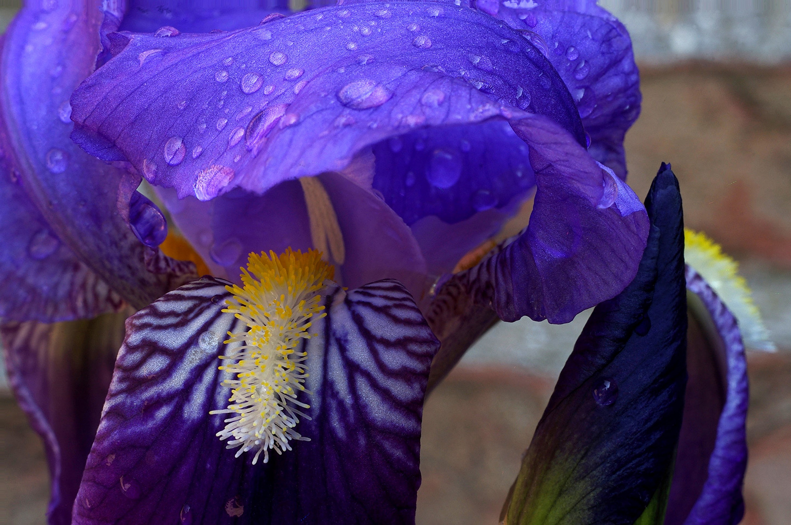 Iris after the rain 