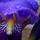 Iris after the rain 