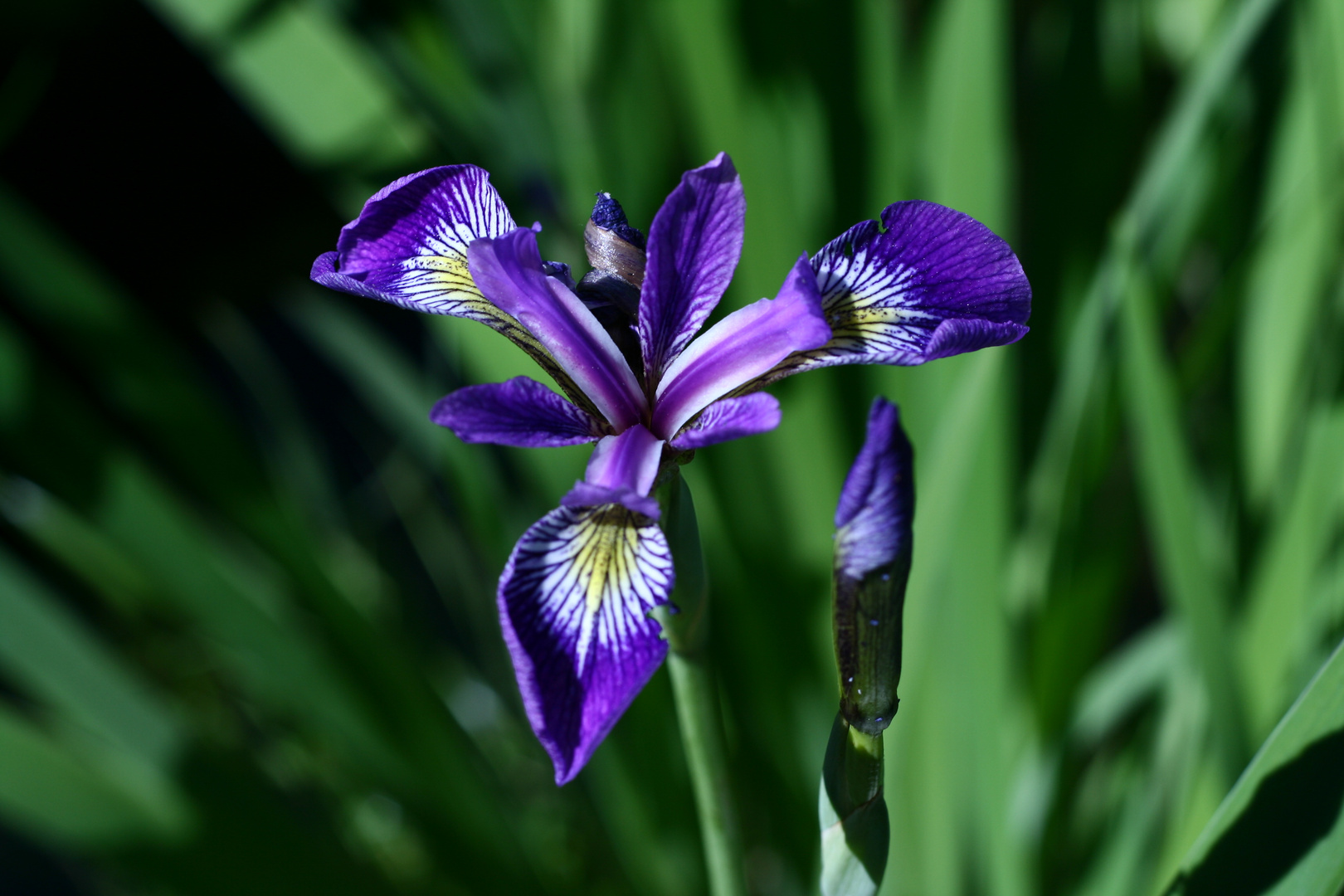 Iris (alba sibirica)