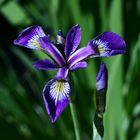 Iris (alba sibirica)