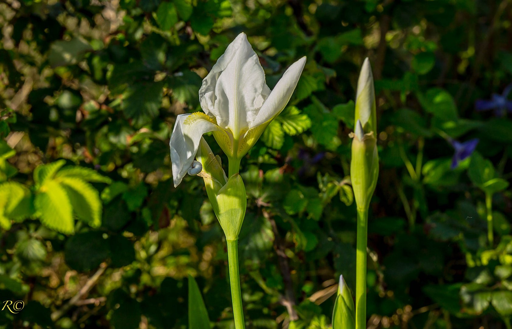 Iris albicans  