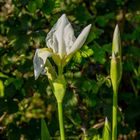 Iris albicans  