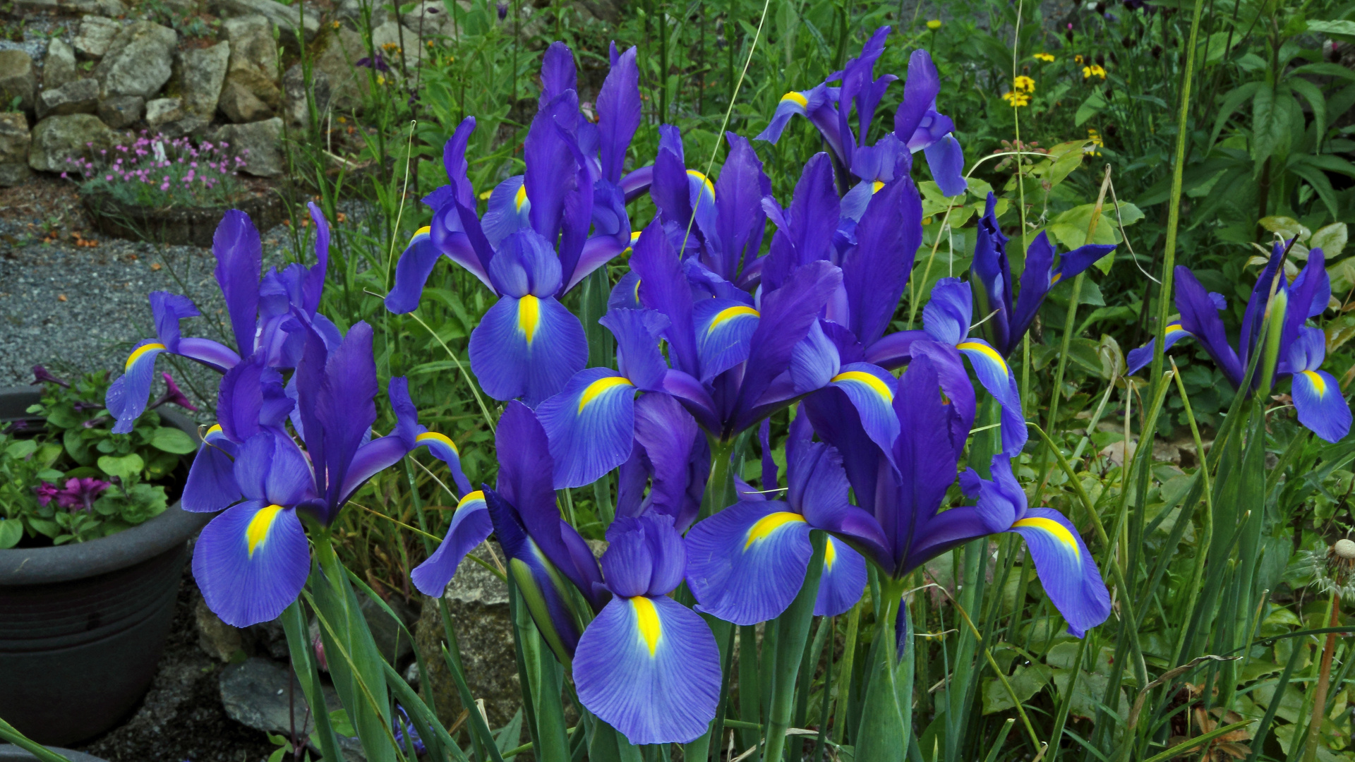 Iris als schöner Blickfang mit intensiv gefärbten Blüten...