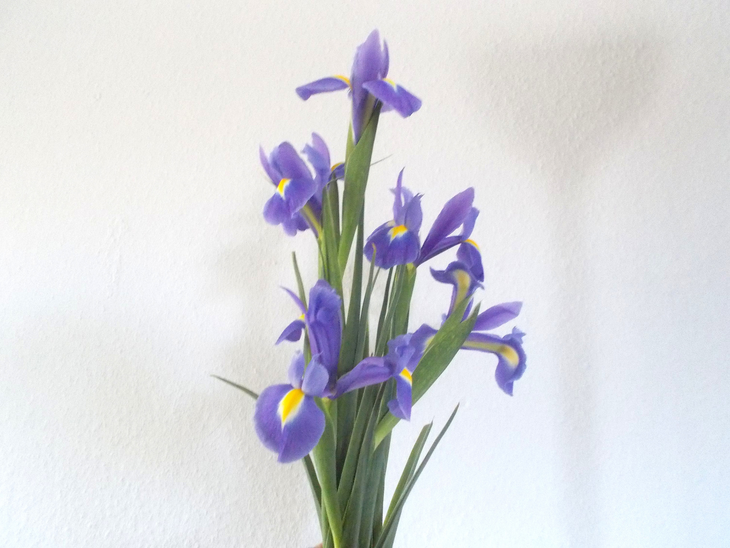 Iris als Shoka- Arrangement