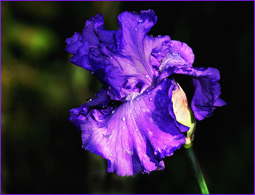 Iris am Abend