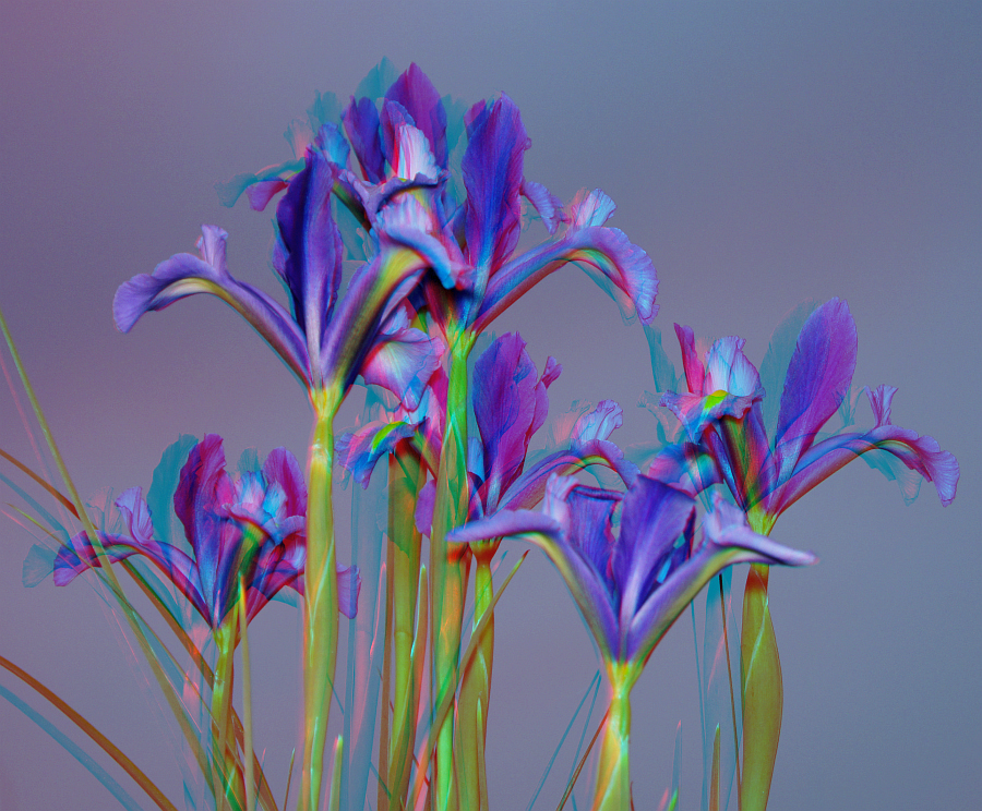 Iris am Abend [3D]