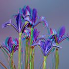 Iris am Abend [3D]