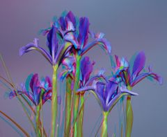 Iris am Abend [3D]