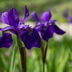 Iris am Mittwoch