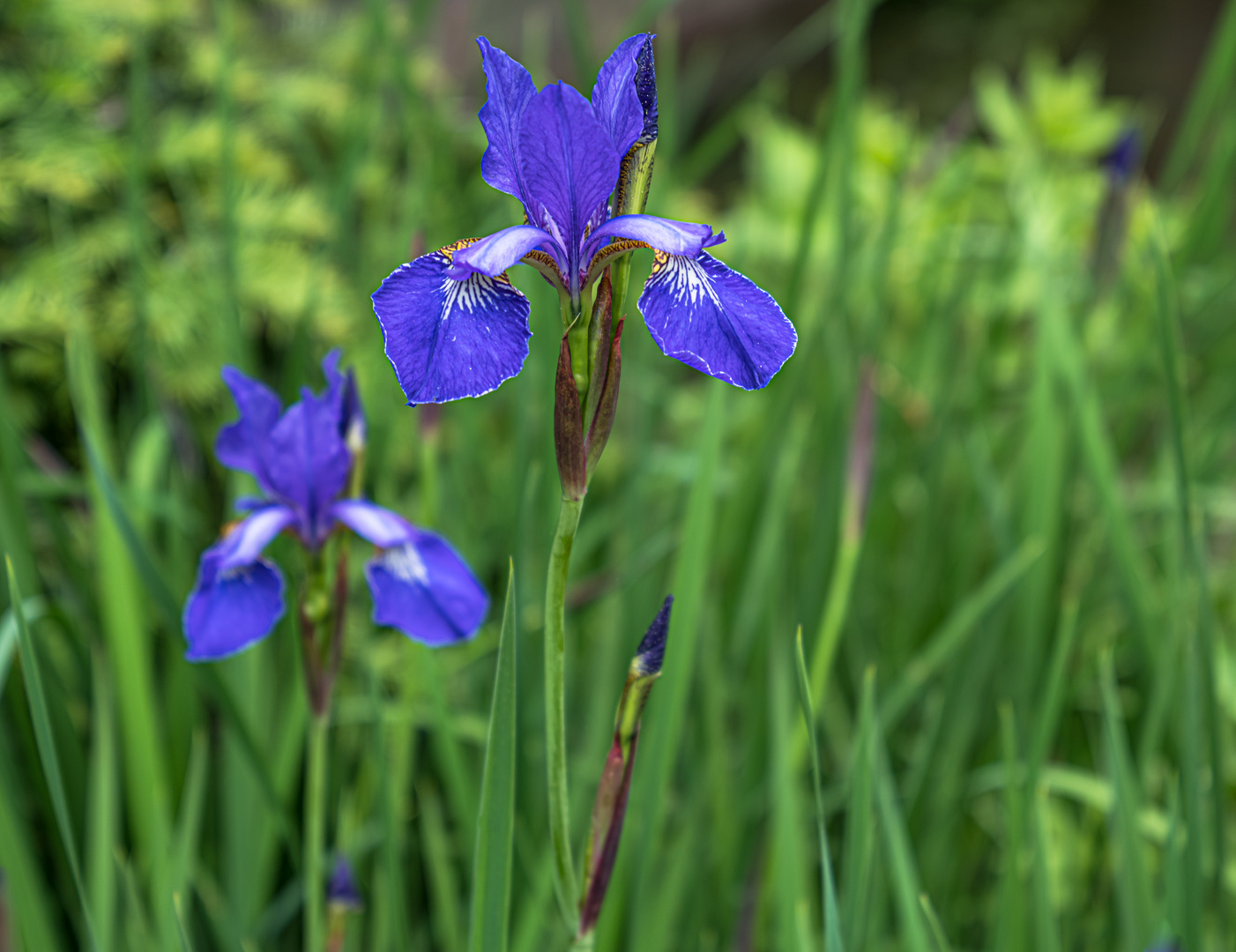 Iris am Mittwoch