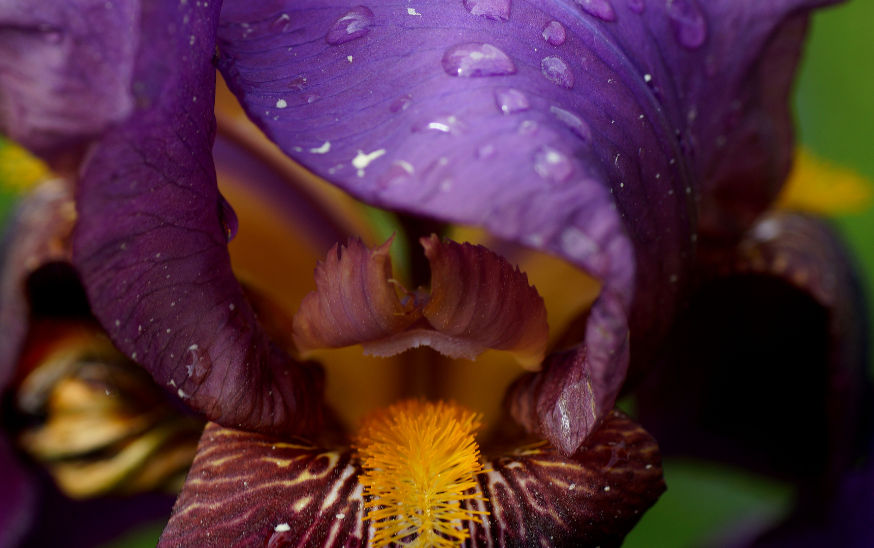 Iris am Morgen