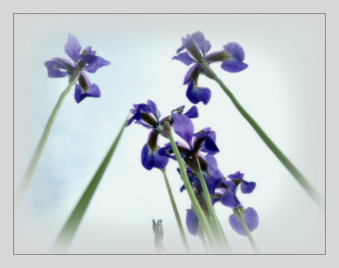 Iris am Teich.....