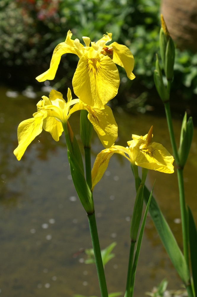 Iris am Teich Foto & Bild pflanzen, pilze & flechten, blüten