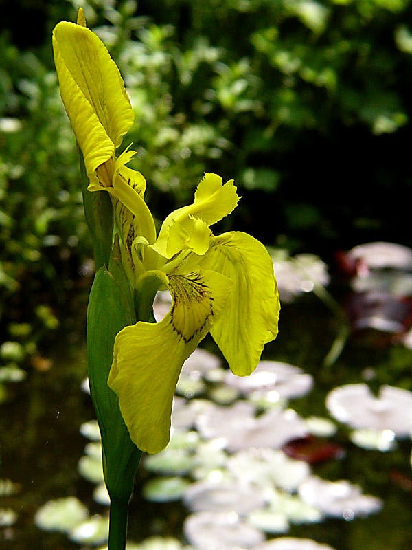 Iris am Teich