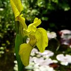 Iris am Teich