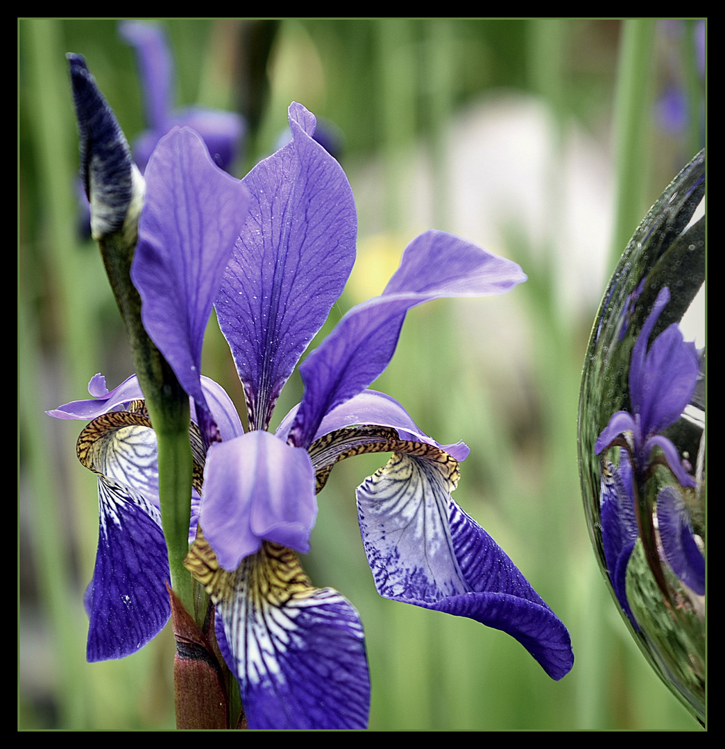 ...Iris am Teich.... Foto & Bild pflanzen, pilze & flechten