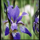 ...Iris am Teich....