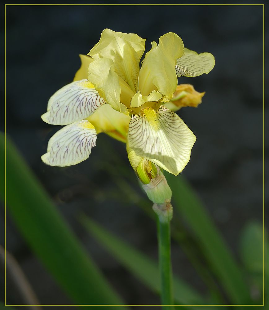 Iris  amarillo
