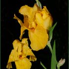 Iris amarillo   