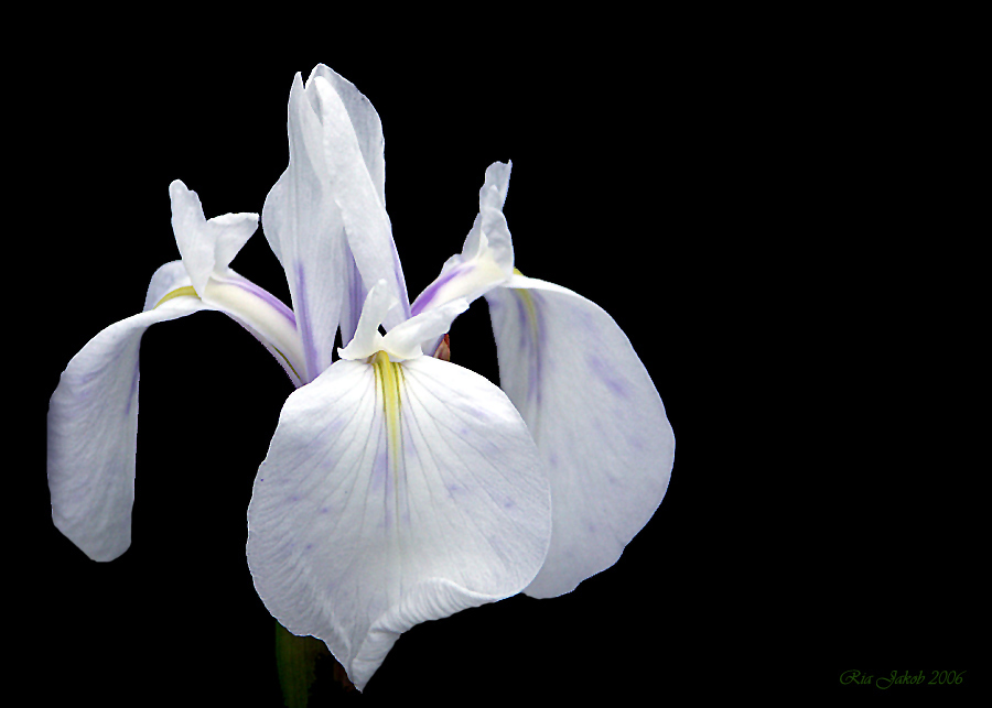 iris an meinem teich (überarbeitet) Foto & Bild pflanzen, pilze