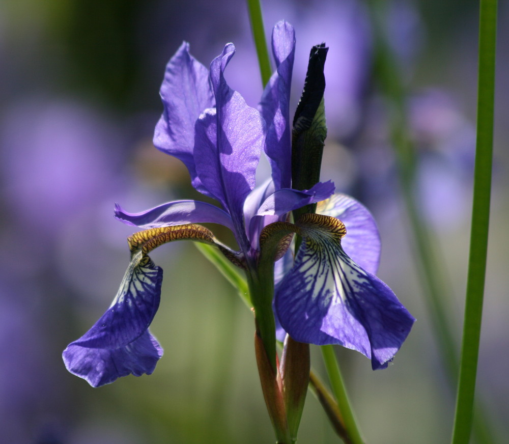 Iris an unserem Gartenteich Foto & Bild pflanzen, pilze & flechten