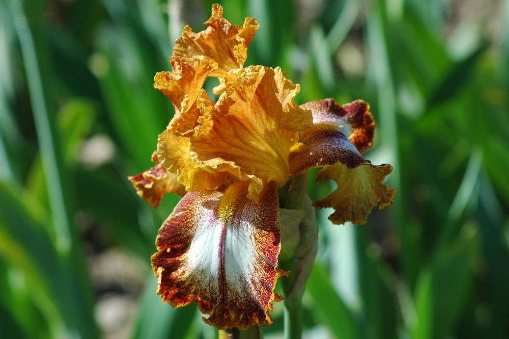 Iris and it beauty