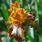 Iris and it beauty