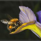 Iris and the Bee