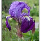 iris ..... après l'averse