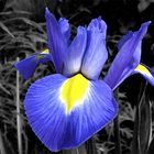 Iris-Aquarell