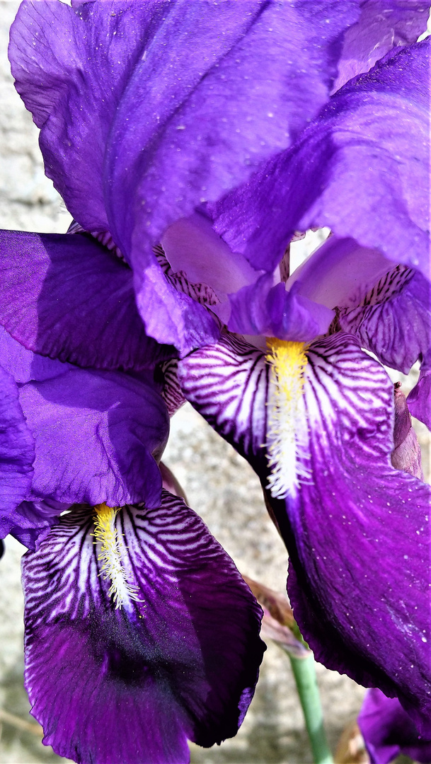 Iris au bord de la Dordogne