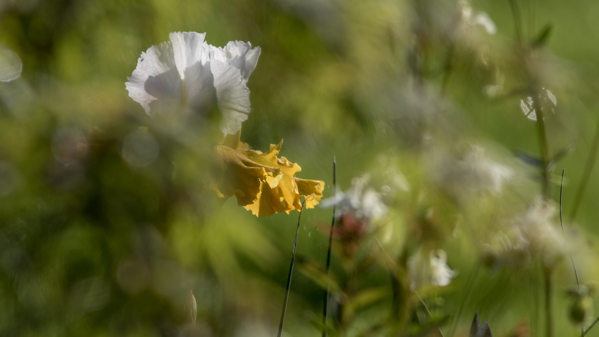 Iris au jardin