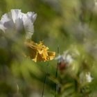 Iris au jardin