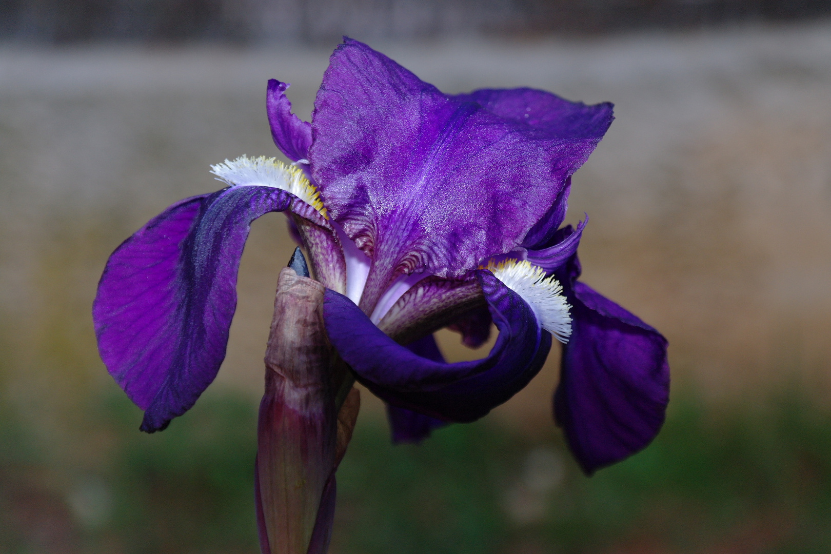 Iris au lever du solei