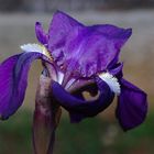 Iris au lever du solei