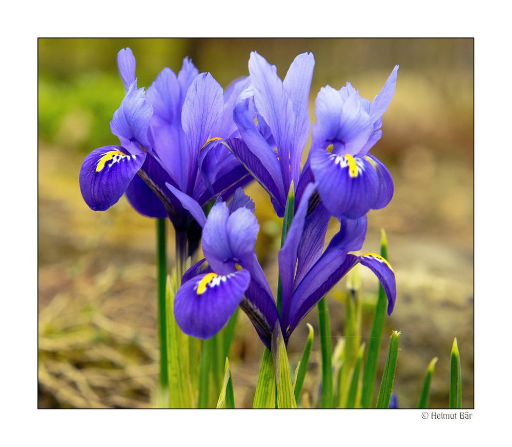 Iris auf der Mainau