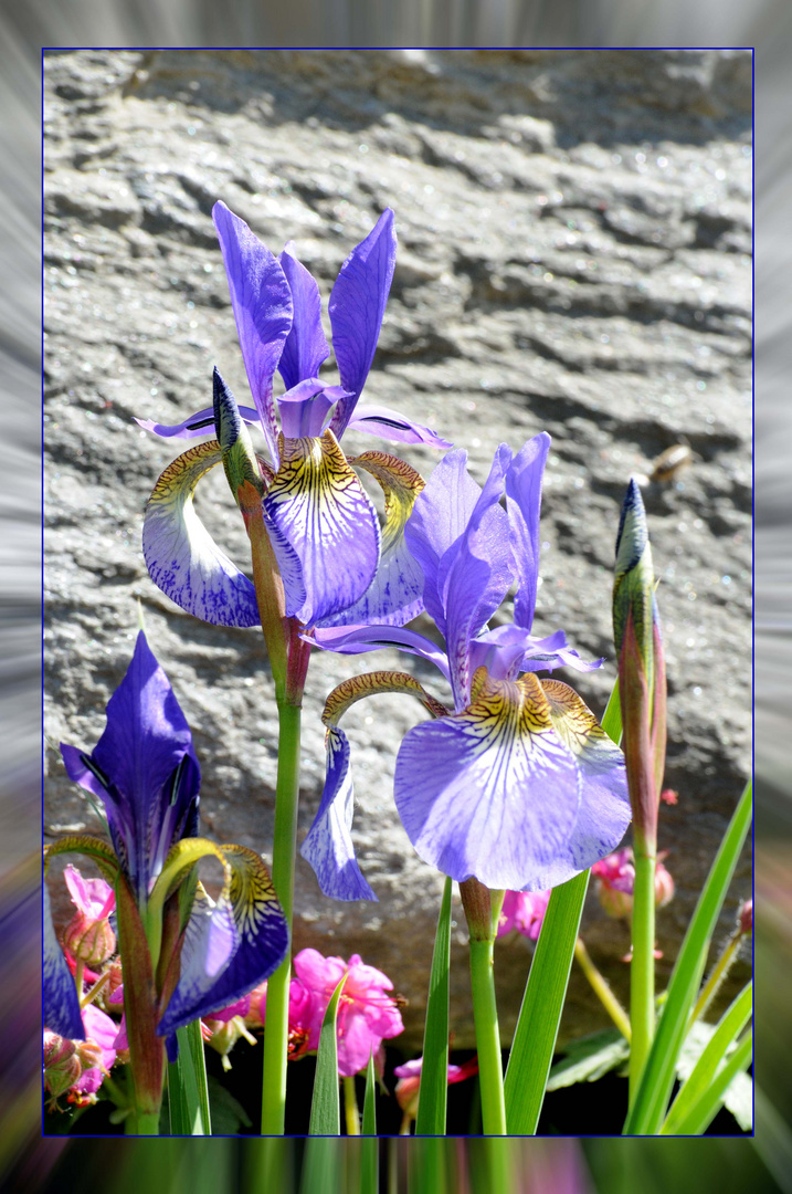 Iris auf Steinmauer....