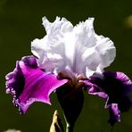 iris ausgangsbild