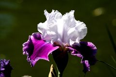 iris ausgangsbild