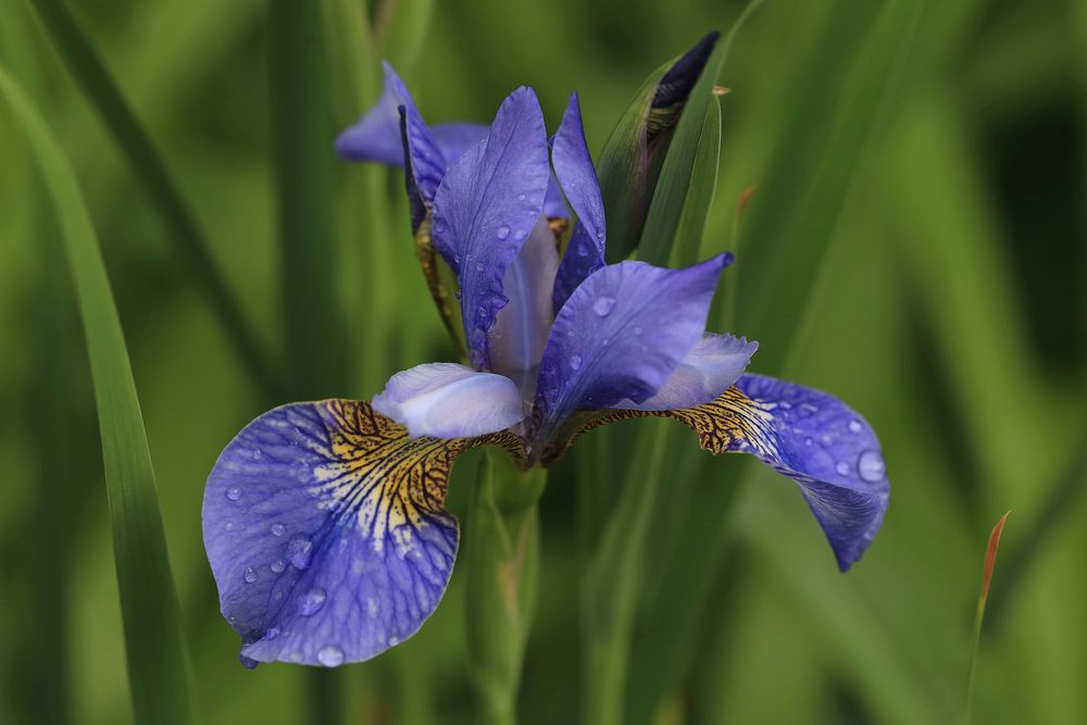 iris Foto & Bild blau, natur, pflanzen Bilder auf