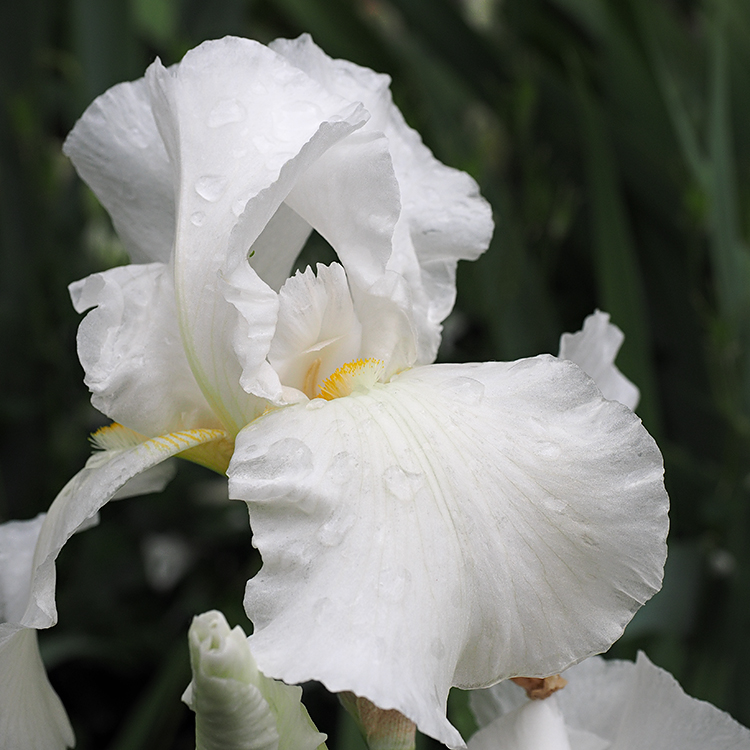 Iris